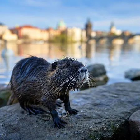 Homestay Cute D2 7 *